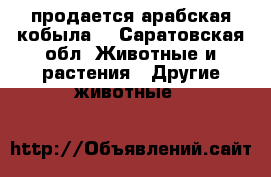 продается арабская кобыла! - Саратовская обл. Животные и растения » Другие животные   